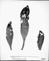 Septoria orchidearum image